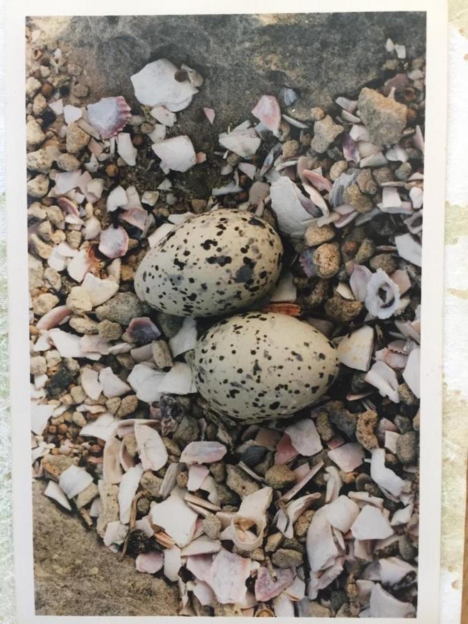 The Speckled Egg, 4 Promenade Rd, Lakeside, Cidade Do Cabo Exterior foto